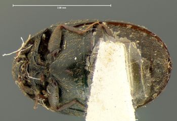 Media type: image;   Entomology 6877 Aspect: habitus ventral view